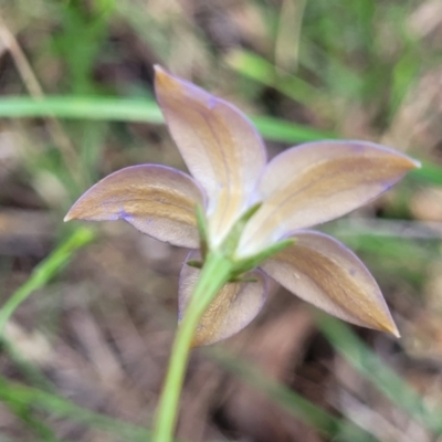 Wahlenbergia luteola (Yellowish Bluebell) at Bibbenluke, NSW - 9 Dec 2023 by trevorpreston