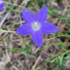 Wahlenbergia luteola at Black Lake & Black Lake TSR (near Bibbenluke) - 9 Dec 2023 12:02 PM