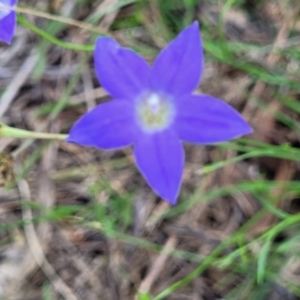 Wahlenbergia luteola at Black Lake & Black Lake TSR (near Bibbenluke) - 9 Dec 2023