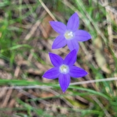 Wahlenbergia luteola at Black Lake & Black Lake TSR (near Bibbenluke) - 9 Dec 2023 12:02 PM