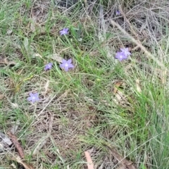 Wahlenbergia luteola at Black Lake & Black Lake TSR (near Bibbenluke) - 9 Dec 2023 12:02 PM