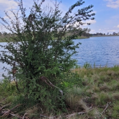 Crataegus monogyna (Hawthorn) at Bibbenluke, NSW - 9 Dec 2023 by trevorpreston