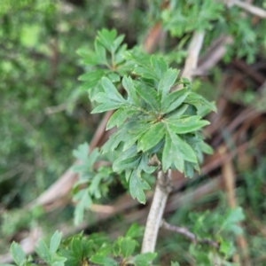 Crataegus monogyna at Black Lake & Black Lake TSR (near Bibbenluke) - 9 Dec 2023 12:01 PM