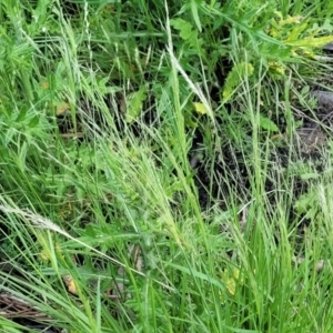 Lachnagrostis filiformis at Black Lake & Black Lake TSR (near Bibbenluke) - 9 Dec 2023 12:01 PM