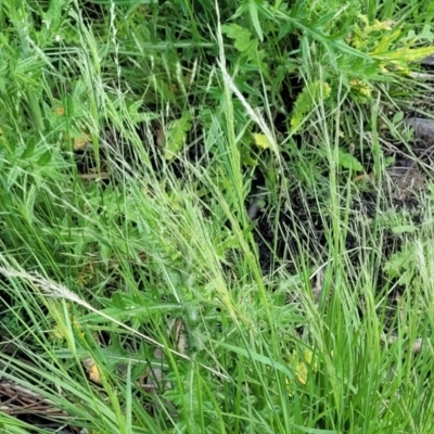 Lachnagrostis filiformis (Blown Grass) at Black Lake & Black Lake TSR (near Bibbenluke) - 9 Dec 2023 by trevorpreston