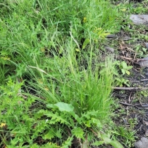 Lachnagrostis filiformis at Black Lake & Black Lake TSR (near Bibbenluke) - 9 Dec 2023 12:01 PM