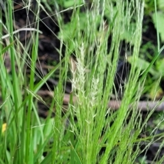 Lachnagrostis filiformis at Black Lake & Black Lake TSR (near Bibbenluke) - 9 Dec 2023