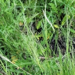 Lachnagrostis filiformis at Black Lake & Black Lake TSR (near Bibbenluke) - 9 Dec 2023 12:01 PM