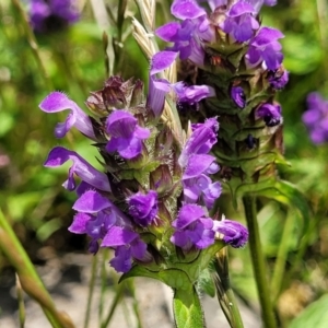 Prunella vulgaris at Black Lake & Black Lake TSR (near Bibbenluke) - 9 Dec 2023 11:59 AM