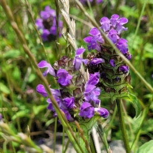 Prunella vulgaris at Black Lake & Black Lake TSR (near Bibbenluke) - 9 Dec 2023 11:59 AM