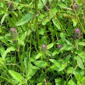 Prunella vulgaris at Black Lake & Black Lake TSR (near Bibbenluke) - 9 Dec 2023 11:59 AM