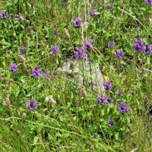 Prunella vulgaris at Black Lake & Black Lake TSR (near Bibbenluke) - 9 Dec 2023 11:59 AM