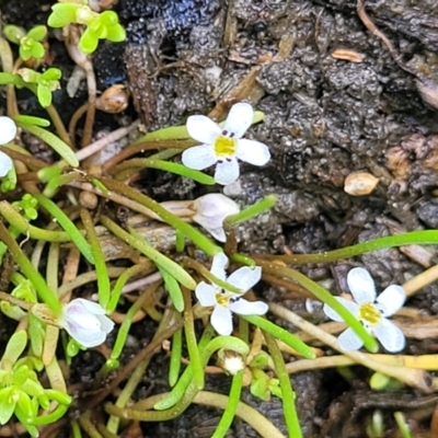 Limosella australis (Austral Mudwort) at Bibbenluke, NSW - 9 Dec 2023 by trevorpreston