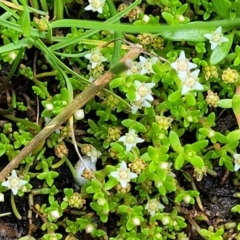 Crassula helmsii (Swamp Stonecrop) at Bibbenluke, NSW - 9 Dec 2023 by trevorpreston