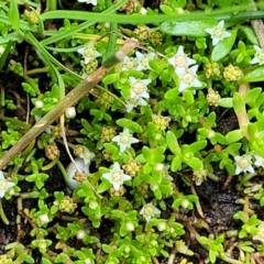 Crassula helmsii at Black Lake & Black Lake TSR (near Bibbenluke) - 9 Dec 2023