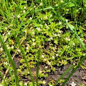 Crassula helmsii at Black Lake & Black Lake TSR (near Bibbenluke) - 9 Dec 2023 11:58 AM