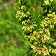 Rumex crispus (Curled Dock) at Black Lake & Black Lake TSR (near Bibbenluke) - 9 Dec 2023 by trevorpreston