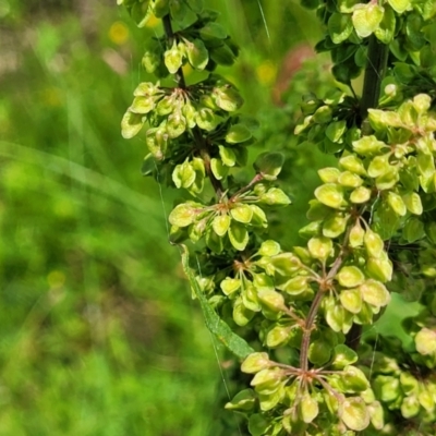 Rumex crispus (Curled Dock) at Black Lake & Black Lake TSR (near Bibbenluke) - 9 Dec 2023 by trevorpreston