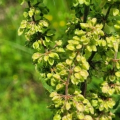 Rumex crispus at Black Lake & Black Lake TSR (near Bibbenluke) - 9 Dec 2023 11:57 AM