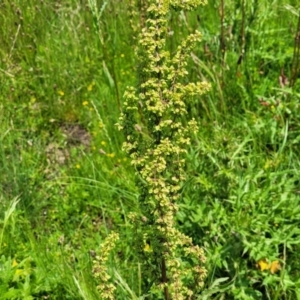 Rumex crispus at Black Lake & Black Lake TSR (near Bibbenluke) - 9 Dec 2023 11:57 AM