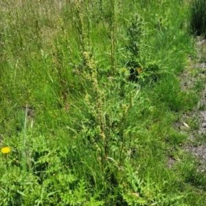 Rumex crispus at Black Lake & Black Lake TSR (near Bibbenluke) - 9 Dec 2023 11:57 AM