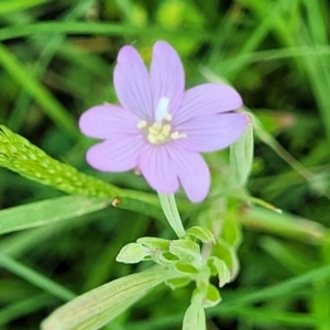 Epilobium billardiereanum at Black Lake & Black Lake TSR (near Bibbenluke) - 9 Dec 2023 11:57 AM