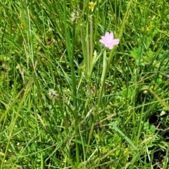 Epilobium billardiereanum at Black Lake & Black Lake TSR (near Bibbenluke) - 9 Dec 2023 11:57 AM