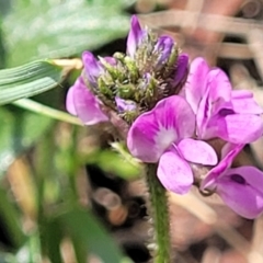 Cullen microcephalum (Dusky Scurf-pea) at Bibbenluke, NSW - 9 Dec 2023 by trevorpreston