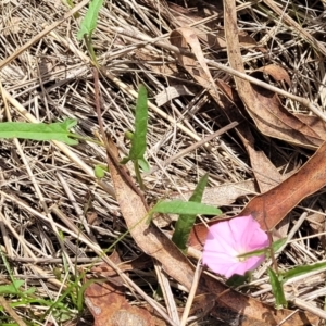 Convolvulus angustissimus subsp. angustissimus at Black Lake & Black Lake TSR (near Bibbenluke) - 9 Dec 2023 11:55 AM