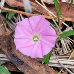 Convolvulus angustissimus subsp. angustissimus at Black Lake & Black Lake TSR (near Bibbenluke) - 9 Dec 2023