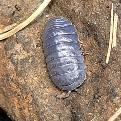 Armadillidium vulgare (Slater bug, woodlouse, pill bug, roley poley) at Bibbenluke, NSW - 9 Dec 2023 by trevorpreston