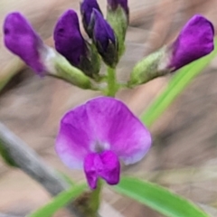 Glycine clandestina (Twining Glycine) at Bibbenluke, NSW - 9 Dec 2023 by trevorpreston