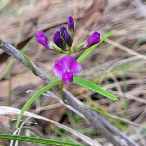 Glycine clandestina at Black Lake & Black Lake TSR (near Bibbenluke) - 9 Dec 2023