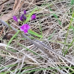 Glycine clandestina at Black Lake & Black Lake TSR (near Bibbenluke) - 9 Dec 2023