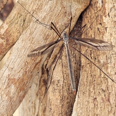 Unidentified Crane fly, midge, mosquito or gnat (several families) at Black Lake & Black Lake TSR (near Bibbenluke) - 9 Dec 2023 by trevorpreston