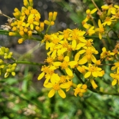 Senecio linearifolius (Fireweed Groundsel, Fireweed) at Bibbenluke, NSW - 9 Dec 2023 by trevorpreston