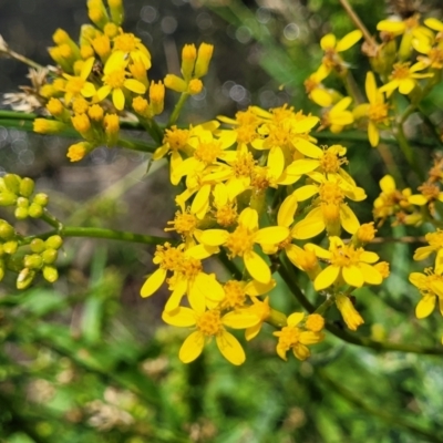 Senecio linearifolius (Fireweed Groundsel, Fireweed) at Black Lake & Black Lake TSR (near Bibbenluke) - 9 Dec 2023 by trevorpreston