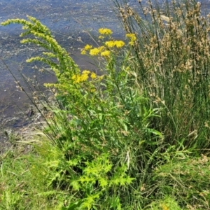 Senecio linearifolius at Black Lake & Black Lake TSR (near Bibbenluke) - 9 Dec 2023