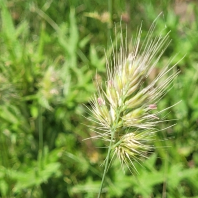 Cynosurus echinatus (Rough Dog's Tail Grass) at Black Lake & Black Lake TSR (near Bibbenluke) - 9 Dec 2023 by trevorpreston