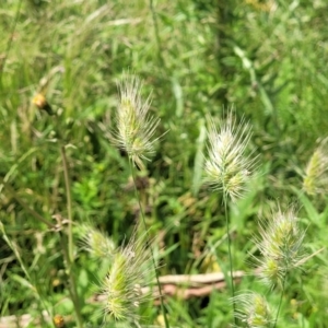 Cynosurus echinatus at Black Lake & Black Lake TSR (near Bibbenluke) - 9 Dec 2023