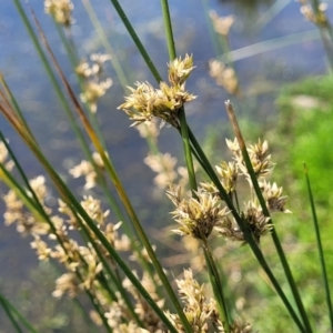 Juncus sp. at Black Lake & Black Lake TSR (near Bibbenluke) - 9 Dec 2023 11:50 AM