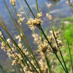 Juncus (genus) at Black Lake & Black Lake TSR (near Bibbenluke) - 9 Dec 2023 11:50 AM