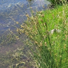 Juncus sp. at Black Lake & Black Lake TSR (near Bibbenluke) - 9 Dec 2023 11:50 AM