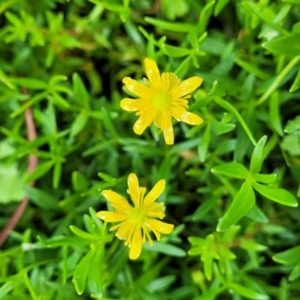 Ranunculus papulentus at Black Lake & Black Lake TSR (near Bibbenluke) - 9 Dec 2023 11:50 AM