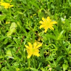 Ranunculus papulentus at Black Lake & Black Lake TSR (near Bibbenluke) - 9 Dec 2023 11:50 AM