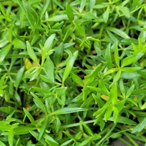 Ranunculus papulentus at Black Lake & Black Lake TSR (near Bibbenluke) - 9 Dec 2023