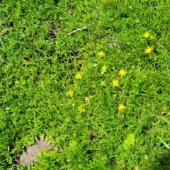 Ranunculus papulentus at Black Lake & Black Lake TSR (near Bibbenluke) - 9 Dec 2023 11:50 AM