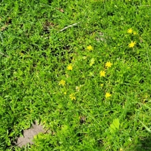 Ranunculus papulentus at Black Lake & Black Lake TSR (near Bibbenluke) - 9 Dec 2023