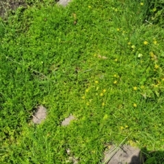 Ranunculus papulentus at Black Lake & Black Lake TSR (near Bibbenluke) - 9 Dec 2023 11:50 AM