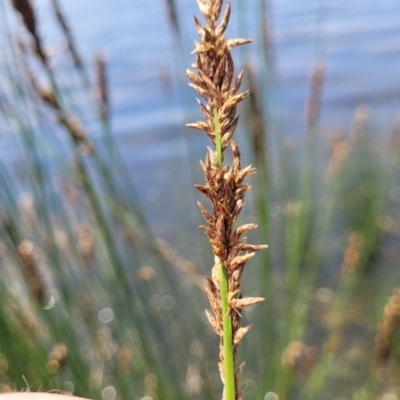 Carex appressa (Tall Sedge) at Black Lake & Black Lake TSR (near Bibbenluke) - 9 Dec 2023 by trevorpreston